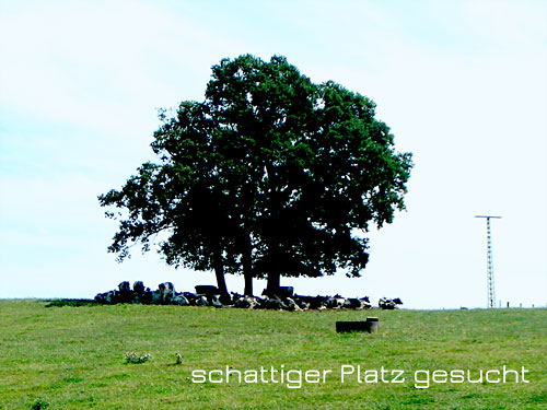 Geilenkirchen 06.08.2009 Hitzewelle