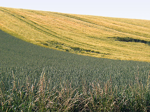 Geilenkirchen Milchwirtschaft landwirtschaftliche Nutzung