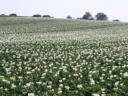 Fotos Landwirtschaft Geilenkirchen
