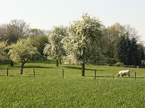 Geilenkirchen Süggerath