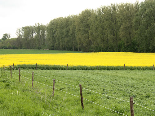 Geilenkirchen Rapsfeld