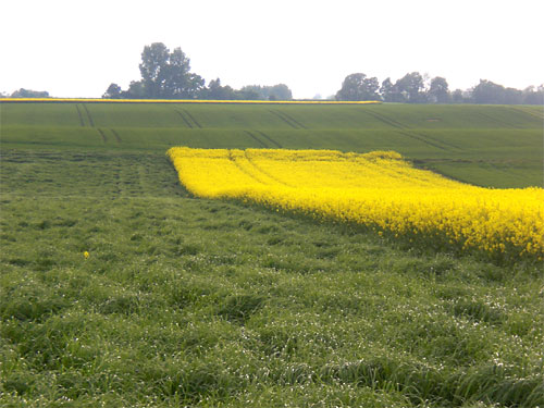 Geilenkirchen Rapsfeld