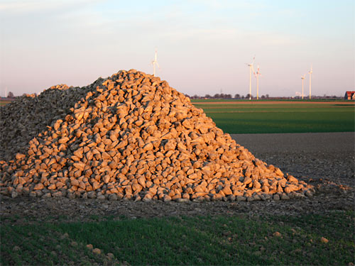 Geilenkirchen Zuckerrüben