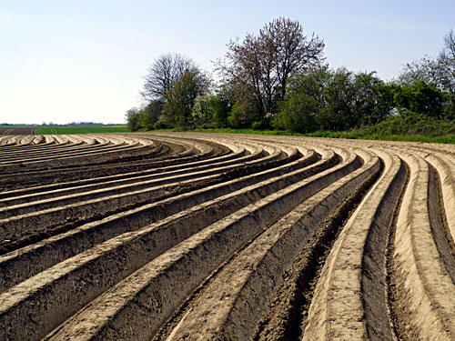 Geilenkirchen Kartoffelacker