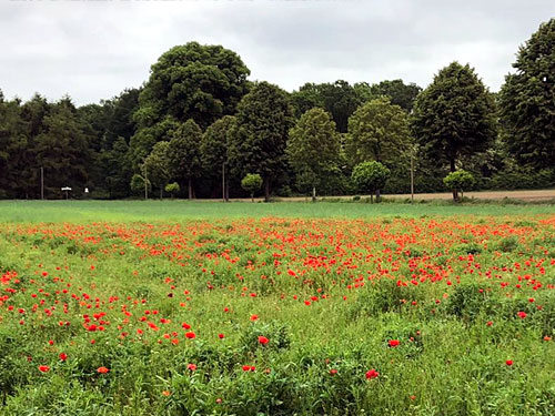 Mohn nördl. Kreis Heinsberg