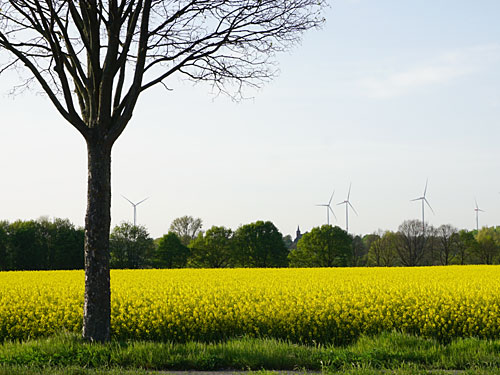 Rapsfeld an der L42