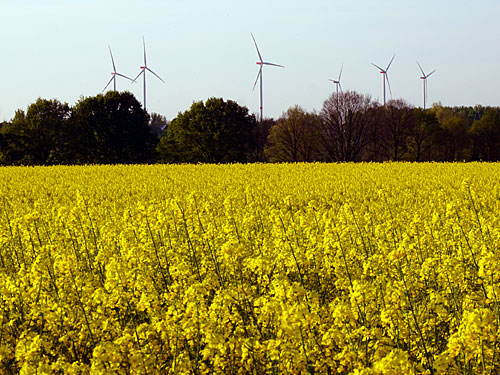 Geilenkirchen Rapsfeld