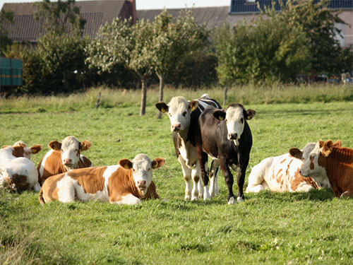 Rinder im Wurmtal