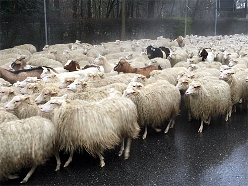 Schafherde bei Lindern