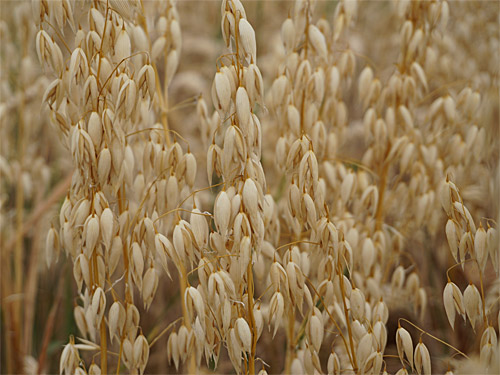 Landwirtschaft Geilenkirchen
