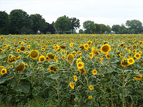 Landwirtschaft Geilenkirchen