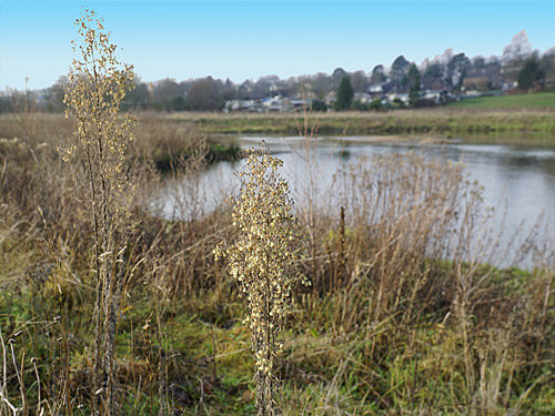 Renaturierung der Wurm bei Geilenkirchen Wurmtal