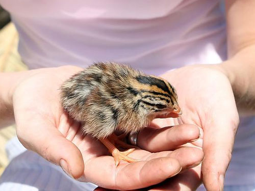 Tierarzt Tierheilpraxis Geilenkirchen