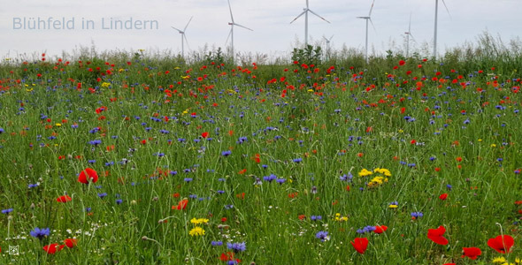 Blumen Lindern