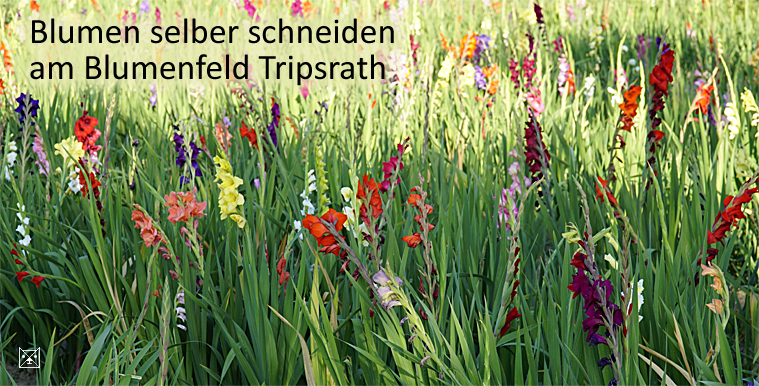 Blumen Wirtz Geilenkirchen