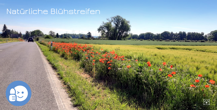 Geilenkirchen Blühstreifen Lindern