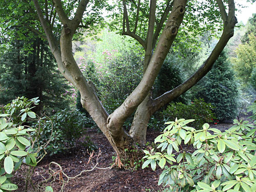 Willy-Dohmen-Park