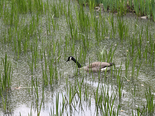 Willy-Dohmen-Park
