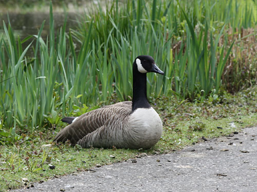 Willy-Dohmen-Park