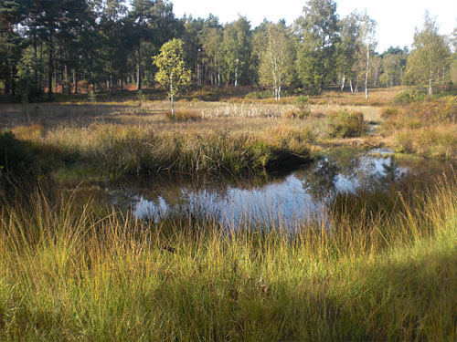 Teverener Heide