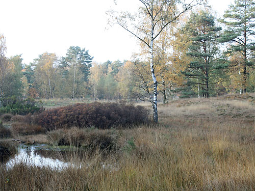 Heidemoor Teverener Heide