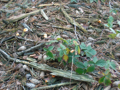 Teverener Heide Naturfotos