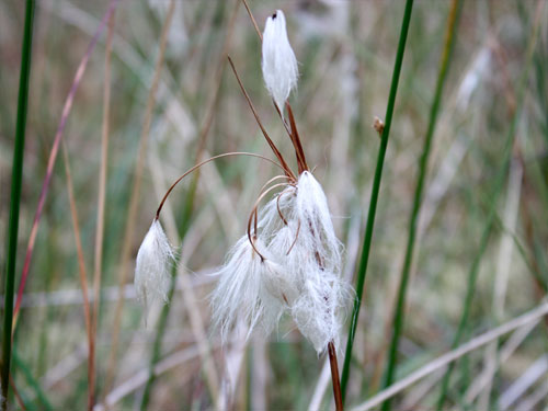 Teverener Heide Naturfotos