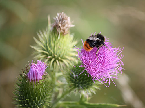Teverener Heide Naturfotos