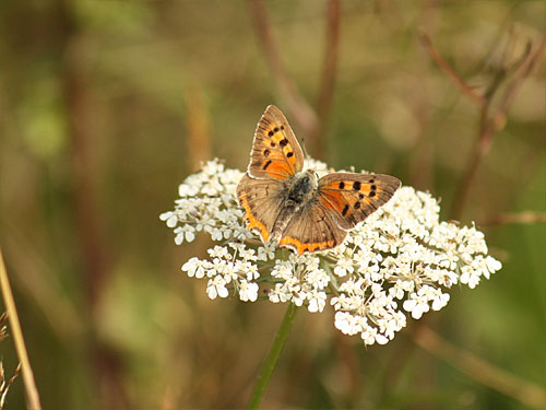 Teverener Heide Naturfotos