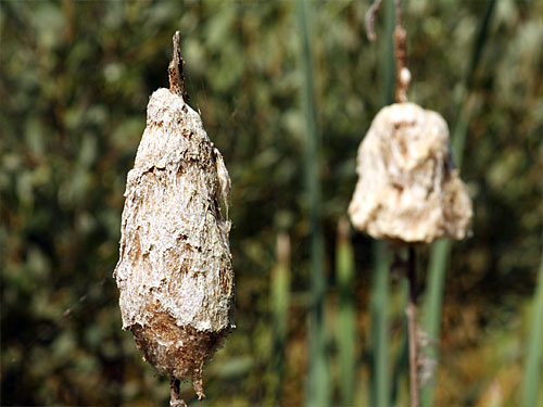 Teverener Heide Naturfotos