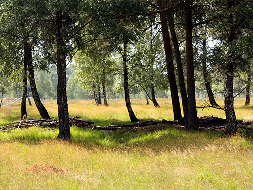 Teverener Heide