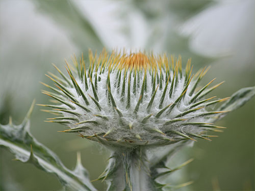 Teverener Heide Naturfotos