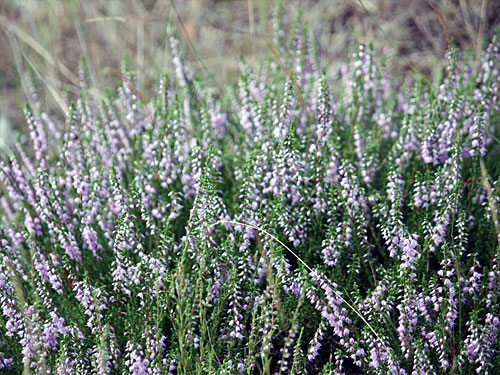 Teverener Heide Naturfotos