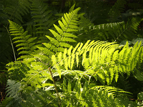 Teverener Heide Naturfotos