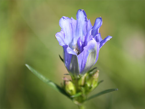 Teverener Heide Naturfotos