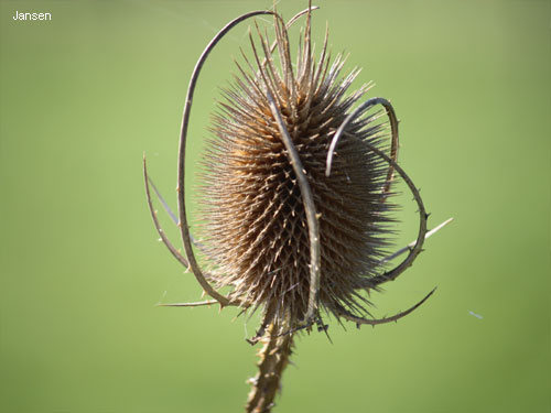 Teverener Heide Naturfotos