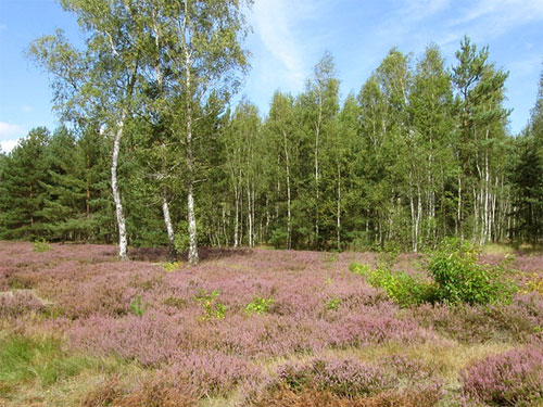 Teverener Heide