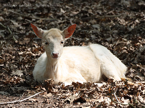 Wildpark Gangelt