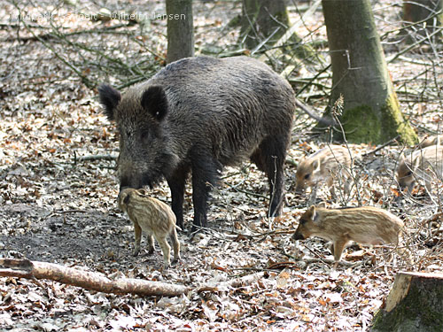 Wildschweine Wildpark Gangelt