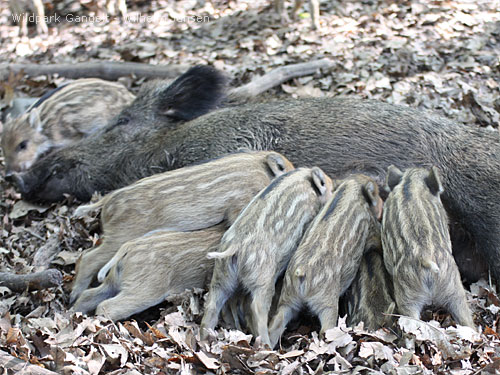 Wildschweine Wildpark Gangelt