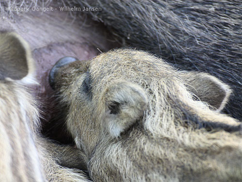 Wildschweine Wildpark Gangelt