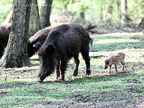 Wildschweine Wildpark Gangelt