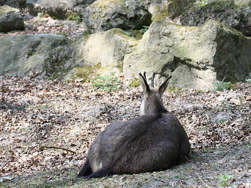 Wildpark Gangelt