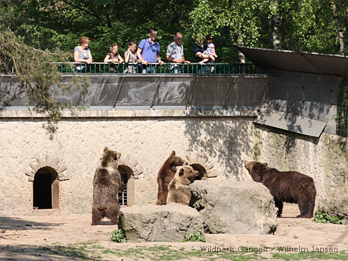 Braunbären Wildpark Gangelt