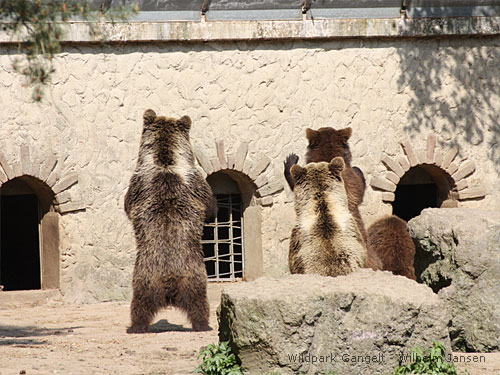 Braunbären Wildpark Gangelt