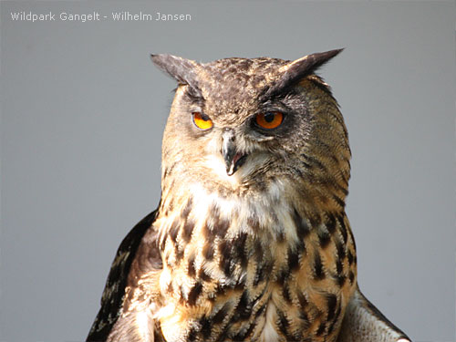 Uhu Wildpark Gangelt
