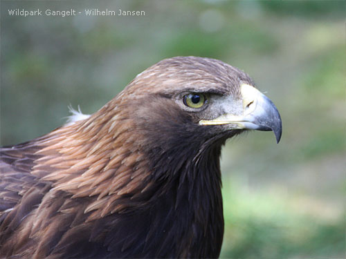 Greifvögel Wildpark Gangelt