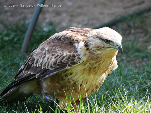 Greifvögel Wildpark Gangelt