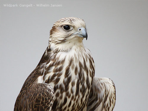 Lannerfalke Wildpark Gangelt