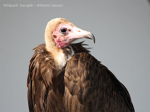 Greifvögel Wildpark Gangelt